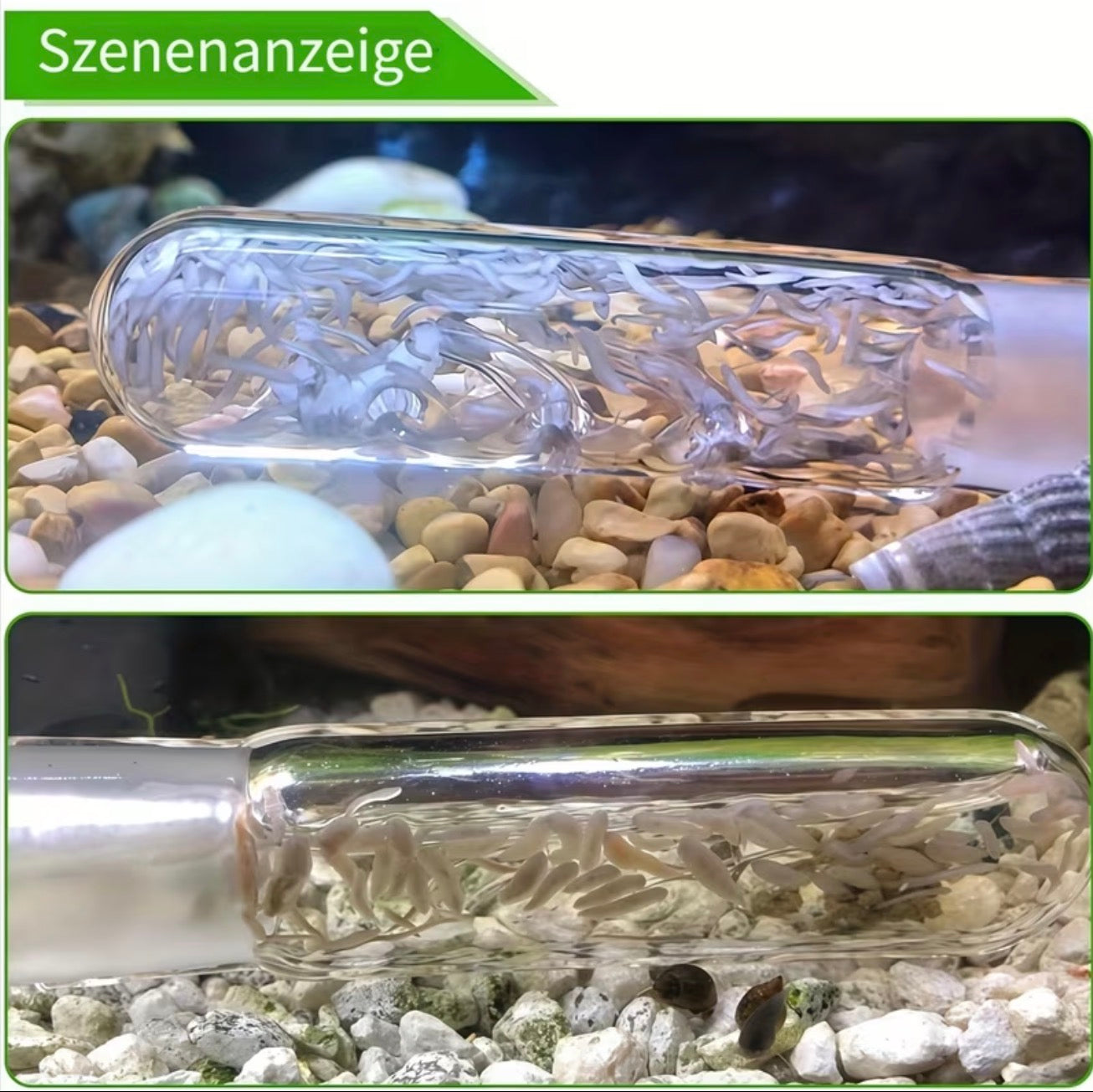 Borstenwurm- & Planarienfalle aus Glas - Meerwasser/Süßwasser Aquarium
