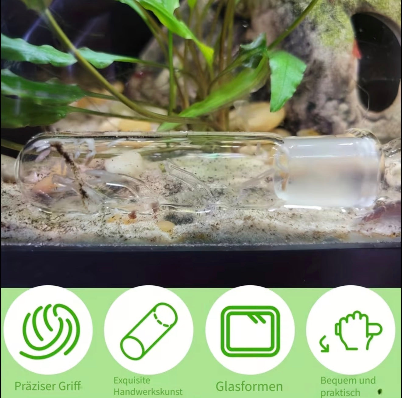 Borstenwurm- & Planarienfalle aus Glas - Meerwasser/Süßwasser Aquarium